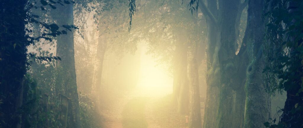 A foggy, tree-lined forest path, with bright sunlight and a golden glow streaming down through the trees in the middle, creating an ethereal and atmospheric setting.